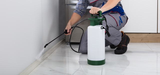 Exterminador de cinches en New Hampshire